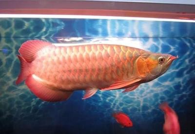 湖口縣紅鴻花卉店（湖口縣紅鴻花卉店地址）
