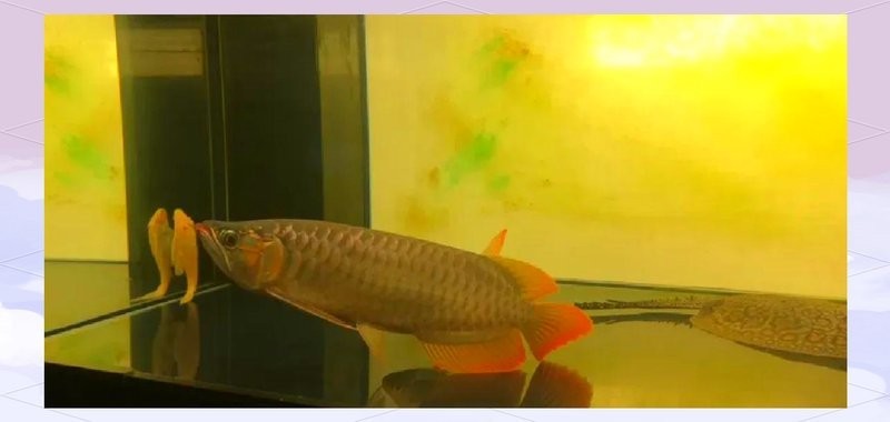 龍魚喂活食需要定期檢疫嗎？