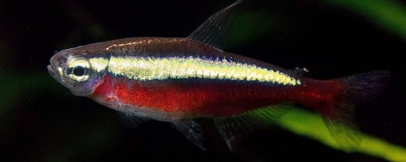 紅綠燈魚飼養指南：紅綠燈魚的飼養技巧