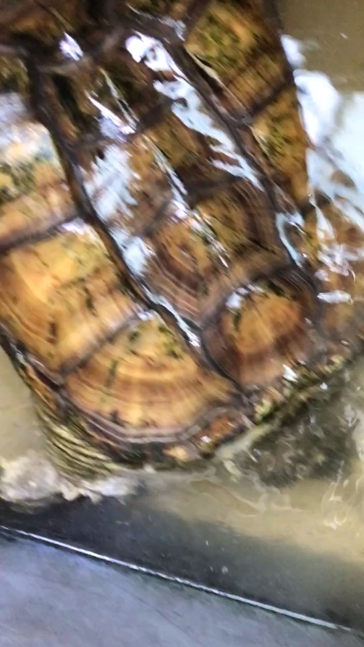 佛公
