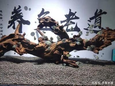夢(mèng)魚缸視頻：夢(mèng)魚缸視頻更新頻率夢(mèng)魚缸視頻主題內(nèi)容評(píng)價(jià)