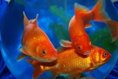 夢(mèng)魚缸視頻：夢(mèng)魚缸視頻更新頻率夢(mèng)魚缸視頻主題內(nèi)容評(píng)價(jià)