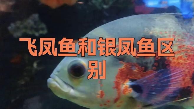 飛鳳魚和銀鳳魚區別