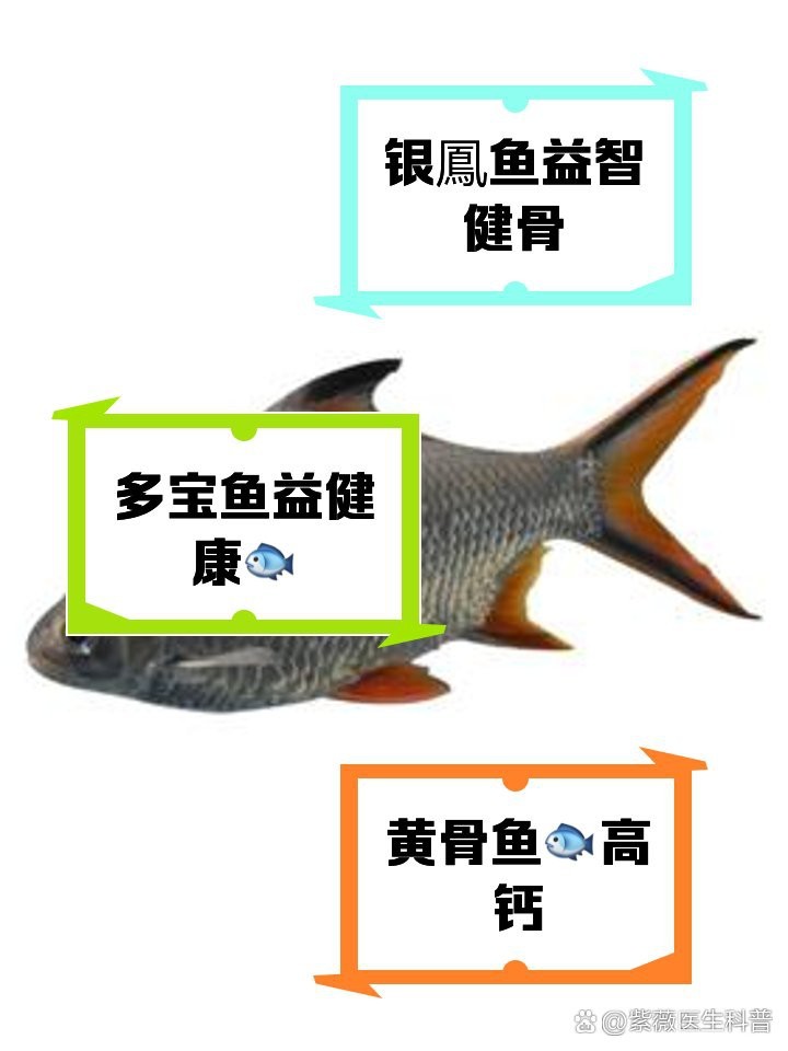 飛鳳魚和銀鳳魚區別