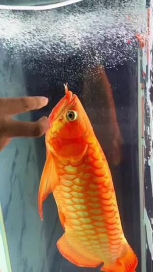 能提供龍魚發色過程的圖片嗎？