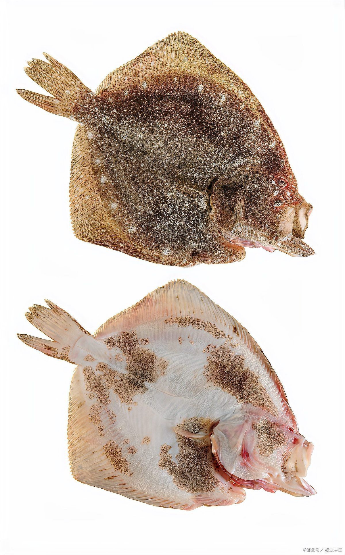 多寶魚是海魚嗎 多寶魚是海魚嗎 龍魚論壇 第5張