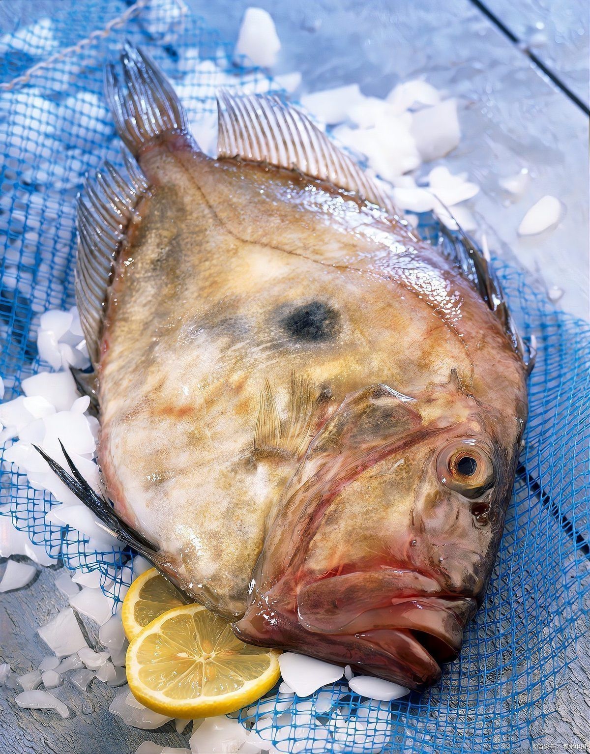 多寶魚是海魚嗎 多寶魚是海魚嗎 龍魚論壇 第7張