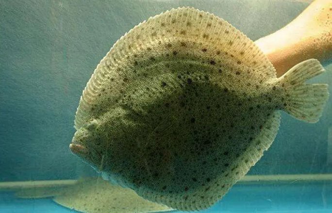 多寶魚是海魚嗎 多寶魚是海魚嗎 龍魚論壇 第8張
