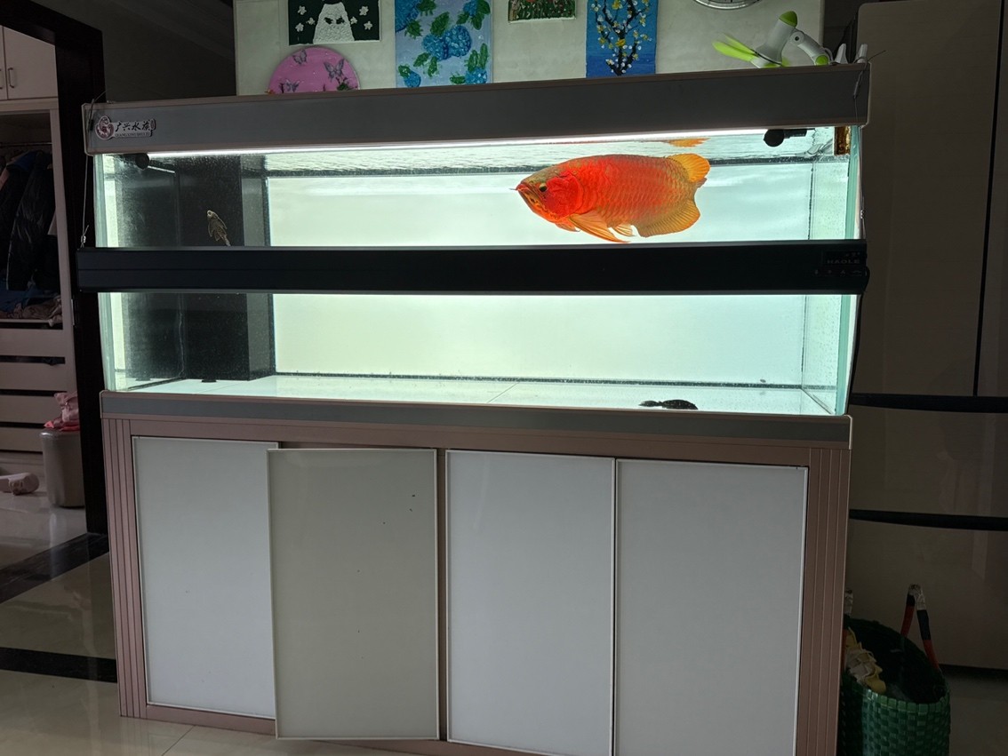 魚到家7年留念