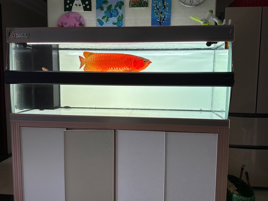 魚到家7年留念
