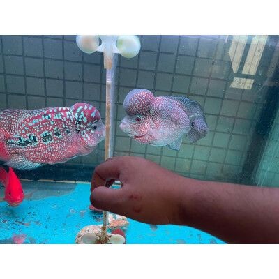速倍妥與仟湖飼料比較：速倍妥與仟湖價格對比