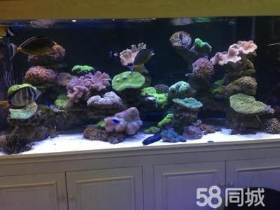 海缸與純魚缸造景的基本要素和技巧