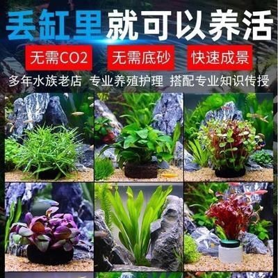 地缸魚缸圖片：地缸魚缸圖片網站