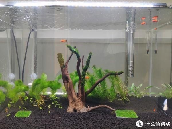 魚缸里放什么樹好：魚缸養護技巧