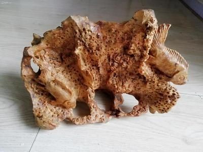 魚缸里放什么樹好：魚缸養護技巧