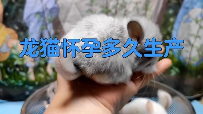 龍貓夫妻合籠后多久會懷孕？
