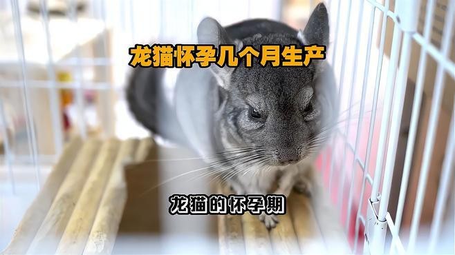 龍貓夫妻合籠后多久會懷孕？