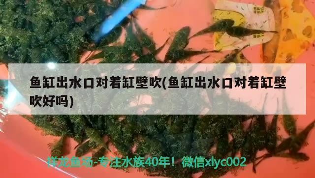 塔城市志豪水族館 全國水族館企業名錄 第4張 塔城市志豪水族館 塔城市志豪水族館 全國水族館企業名錄 第4張