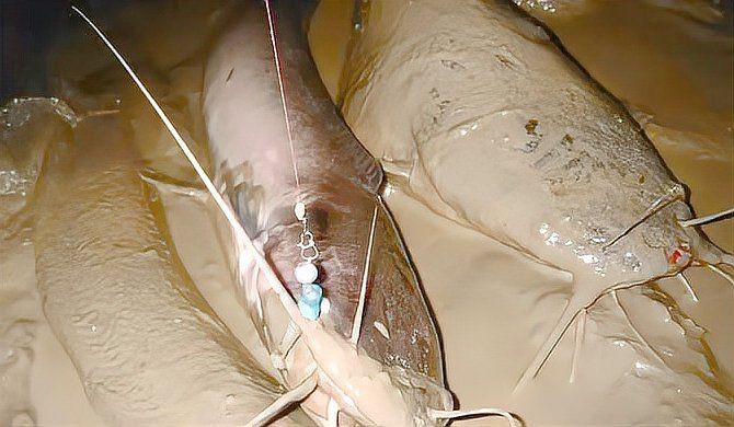 胡子魚和鯰魚的區(qū)別