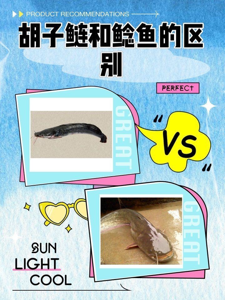 胡子魚和鯰魚的區(qū)別