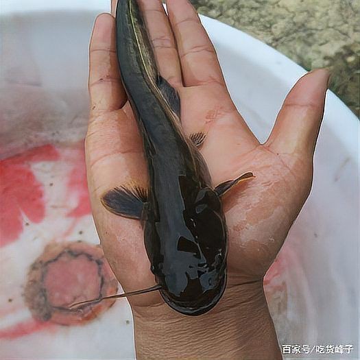 胡子魚和鯰魚的區(qū)別