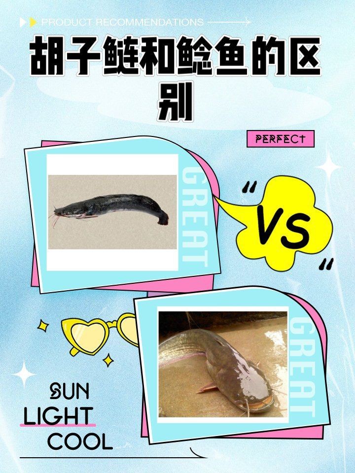 胡子魚和鯰魚的區(qū)別