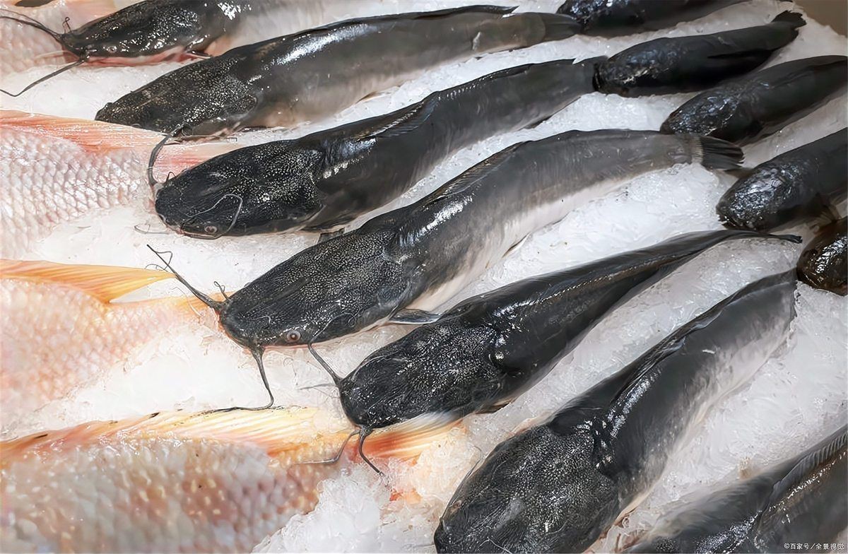胡子魚和鯰魚的區(qū)別