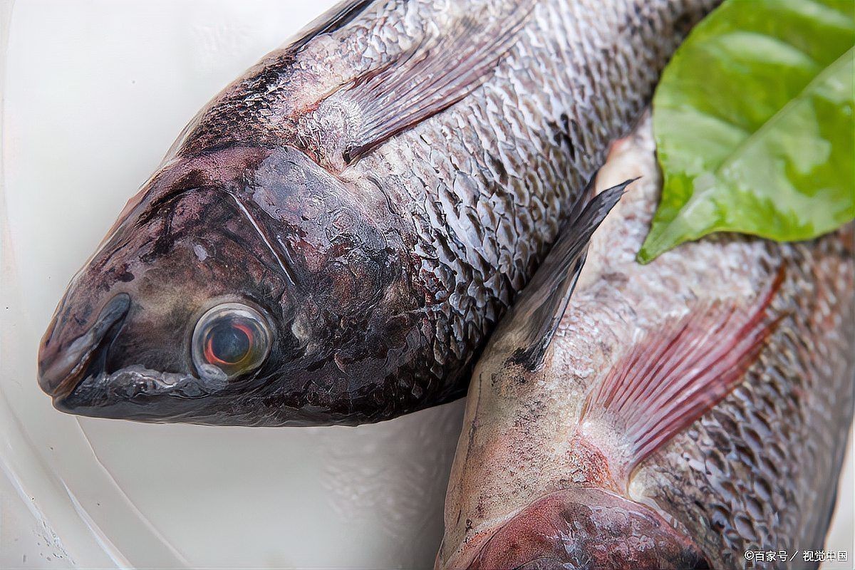 胡子魚和鯰魚的區(qū)別