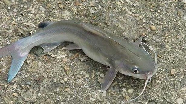 胡子魚和鯰魚的區(qū)別