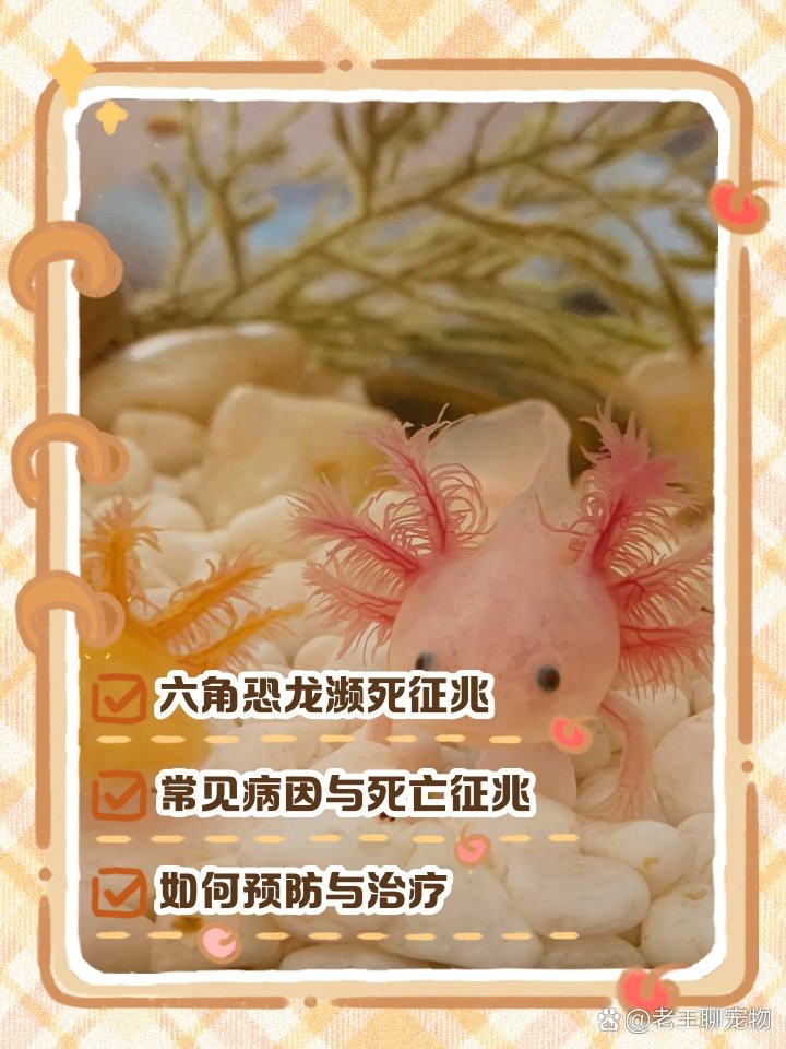 六角恐龍魚快死的癥狀 六角恐龍魚快死的癥狀 龍魚論壇 第2張