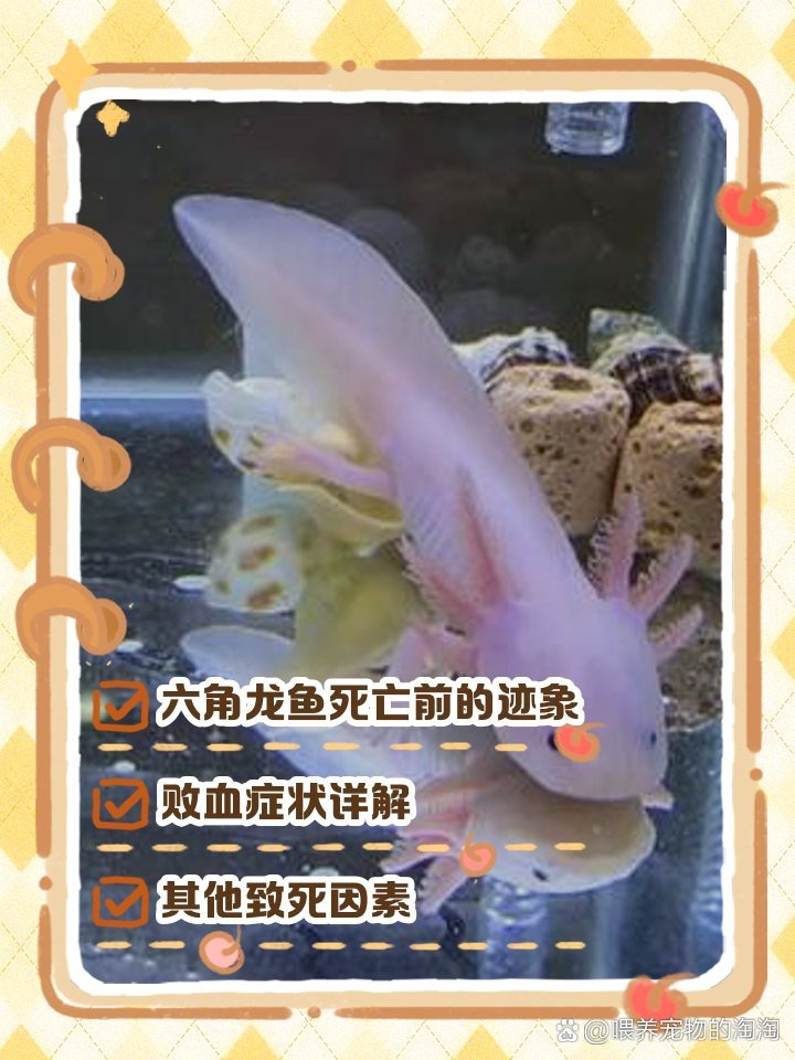 六角恐龍魚快死的癥狀 六角恐龍魚快死的癥狀 龍魚論壇 第7張