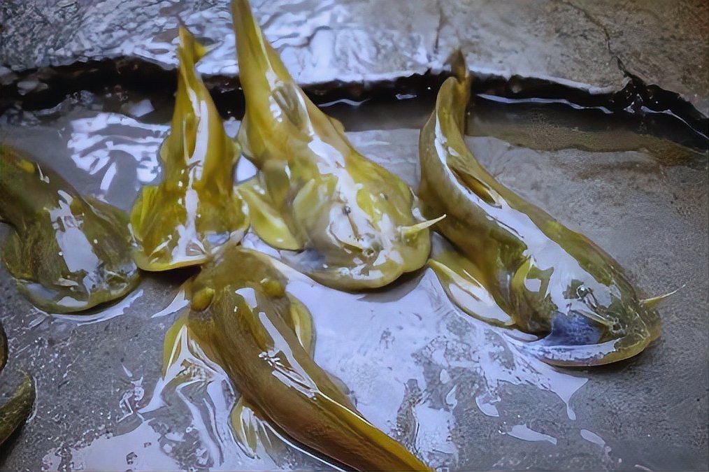 石狗仔魚為何要少吃