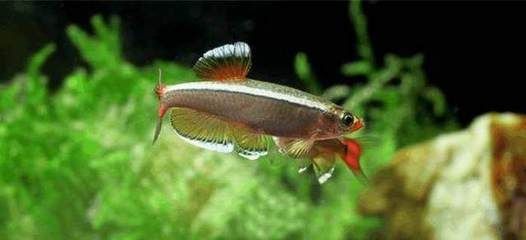 金魚扎堆的原因及處理方法：金魚扎堆可能由多種因素延伸閱讀發送金魚社交行為解析