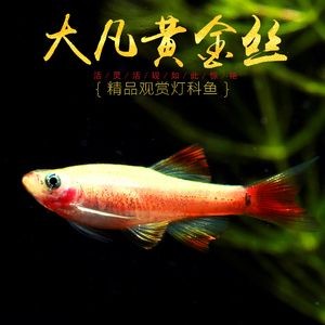 金魚扎堆的原因及處理方法：金魚扎堆可能由多種因素延伸閱讀發(fā)送金魚社交行為解析