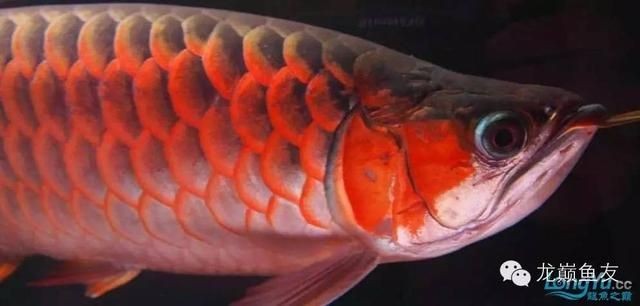 龍魚發(fā)色吃什么最好呢視頻教程全集：龍魚發(fā)色吃什么最好呢？ 龍魚發(fā)色吃什么最好呢視頻教程全集：龍魚發(fā)色吃什么最好呢？ 龍魚百科 第3張