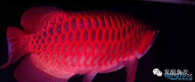 龍魚發(fā)色吃什么最好呢視頻教程全集：龍魚發(fā)色吃什么最好呢？ 龍魚發(fā)色吃什么最好呢視頻教程全集：龍魚發(fā)色吃什么最好呢？ 龍魚百科 第5張