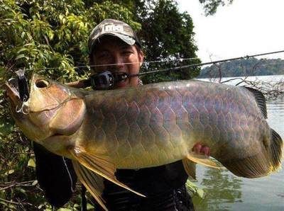 龍魚可以為主人當(dāng)災(zāi)難嗎，風(fēng)水學(xué)中，龍魚死了可能會有以下幾種預(yù)兆