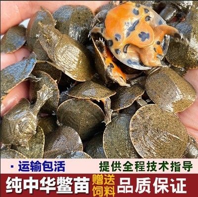 龍魚體外細菌多久能治好，如何判斷龍魚體外細菌感染是否好轉？