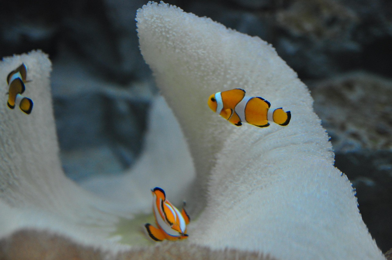 水族寵物市場