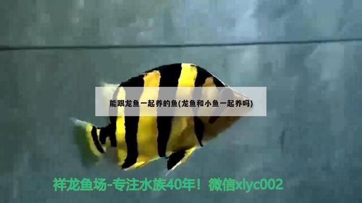 魚缸過濾器十大名牌：魚缸過濾器廠家哪個牌子好
