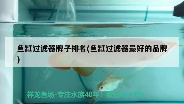 魚缸過濾器十大名牌：魚缸過濾器廠家哪個牌子好