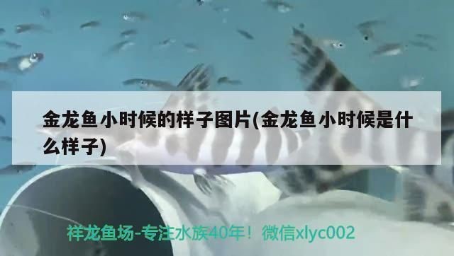 金龍魚(yú)小時(shí)候的樣子 龍魚(yú)百科 第1張 金龍魚(yú)小時(shí)候的樣子 金龍魚(yú)小時(shí)候的樣子 龍魚(yú)百科 第1張