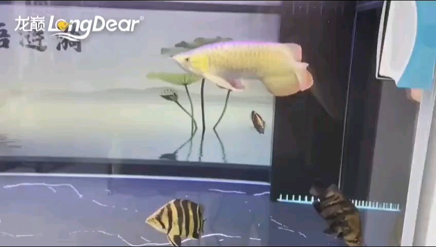 轉發798 轉發798 龍魚論壇 第1張