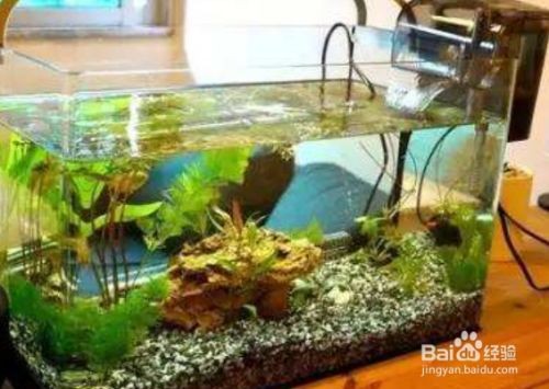 魚缸水質管理技術解析：養魚新手入門指南