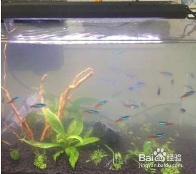 魚缸水質管理技術解析：養魚新手入門指南