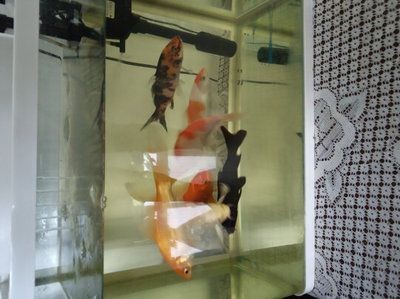 魚缸ds是什么品牌：ds魚缸是迪順品牌的嗎