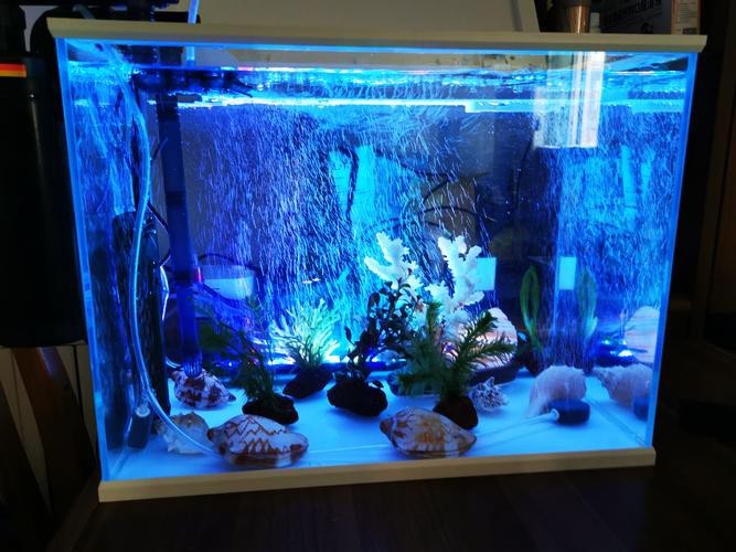 龍魚缸潛水燈正確擺放圖