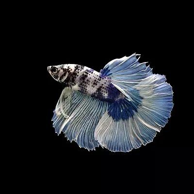 魚缸背景圖片大全超清星空圖，星空魚缸背景設計靈感魚缸星空主題diy教程