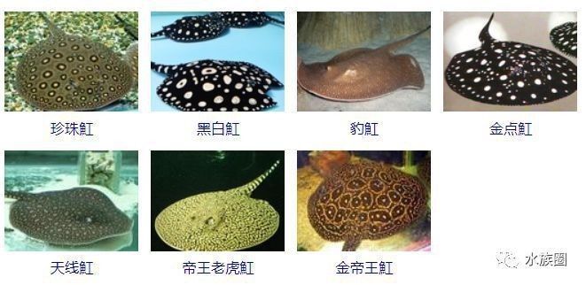 魟魚產自于哪個國家