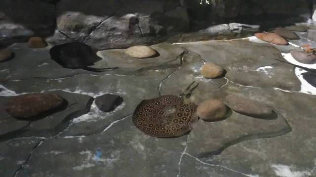 魟魚產自于哪個國家